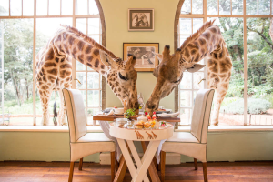 Giraffe Manor Nairobi | Giraffes interacting with guests at breakfast